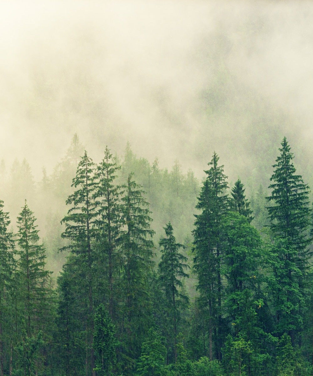 Saunaaufguss Black Forest